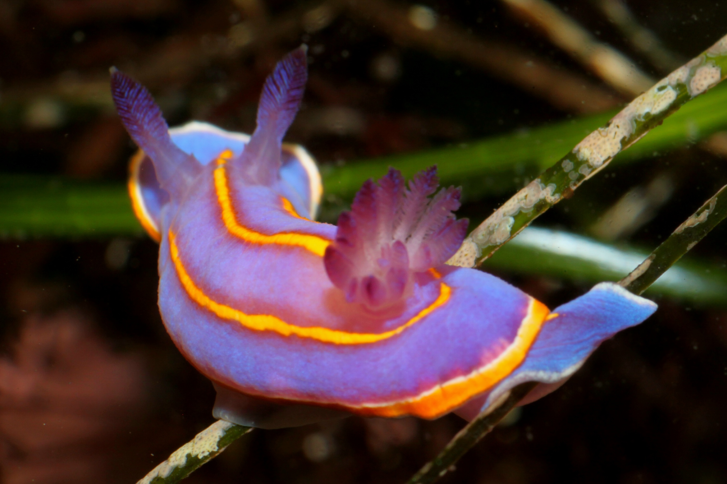 MacFarland's Chromodorid (Felimida macfarlandi)