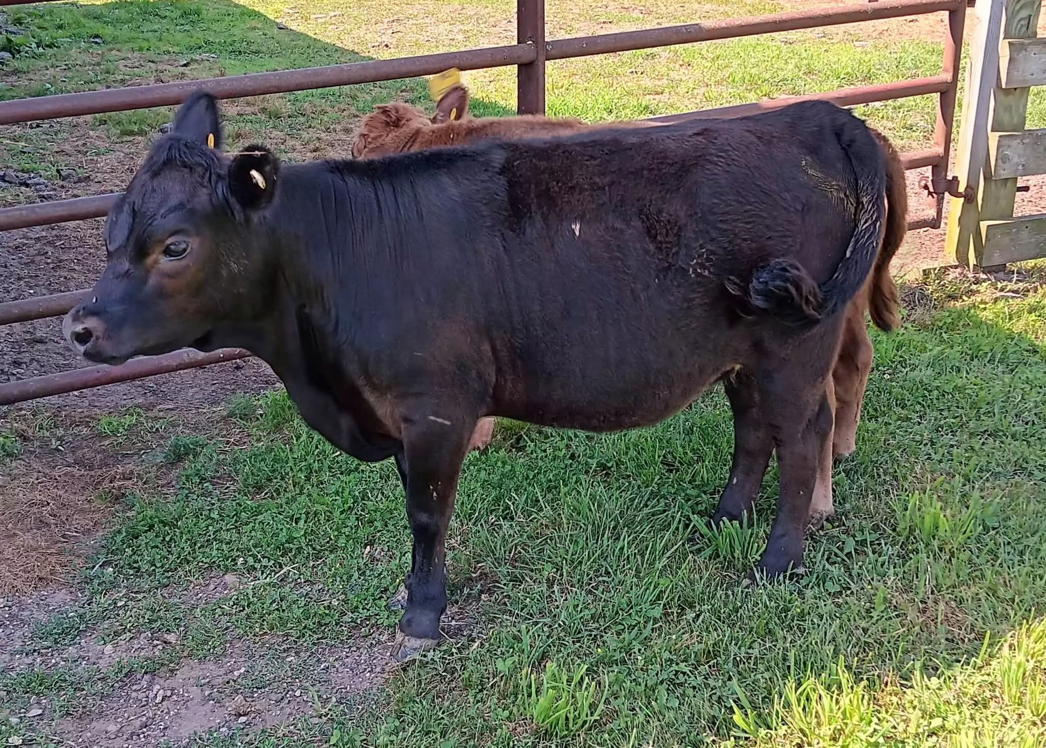 LOOKING FOR NEW FRIENDS  
Wieringa's Nadia KD 
#057466 DOB 1/2/25
Heterozygous polled, beefy beauty.   Broke to lead.  
Very friendly and social.  Went to the county fair with Nicky. 
$1900.00

