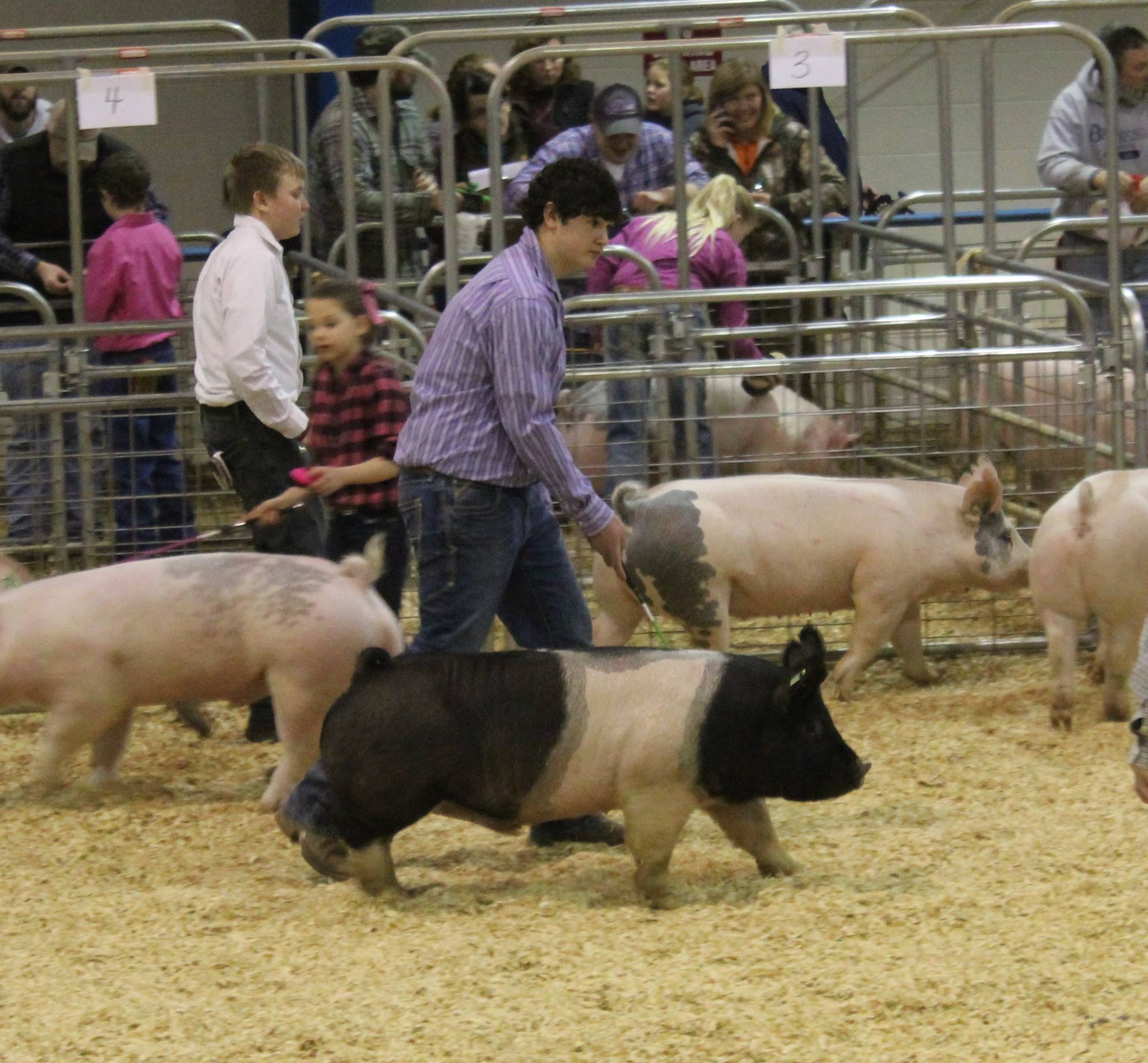 https://0201.nccdn.net/1_2/000/000/0db/e1d/2016-TN-State-Market-Hog-Show-boy3.jpg
