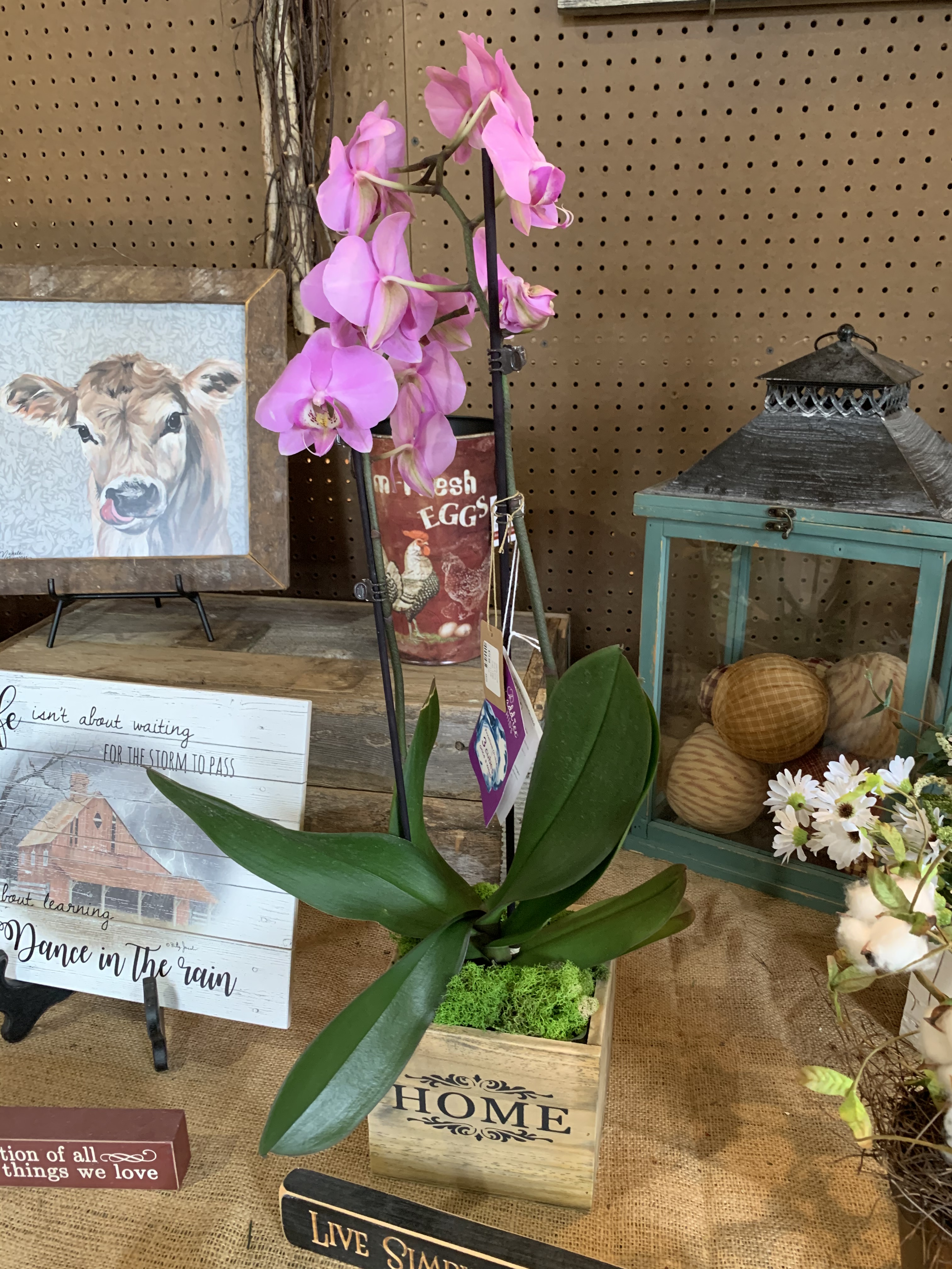 Orchid
