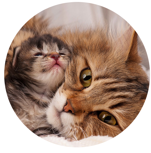 Cat Training Omaha Cat Trainer Mind Your Manners Pet Training