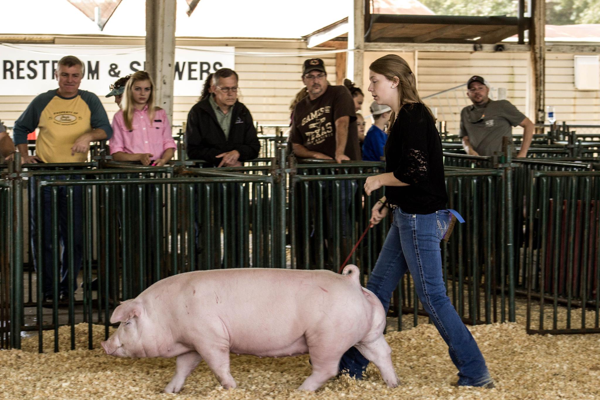 Kennedy Hill
2017 Tennessee State Fair
Chester White Gilt Class Winner