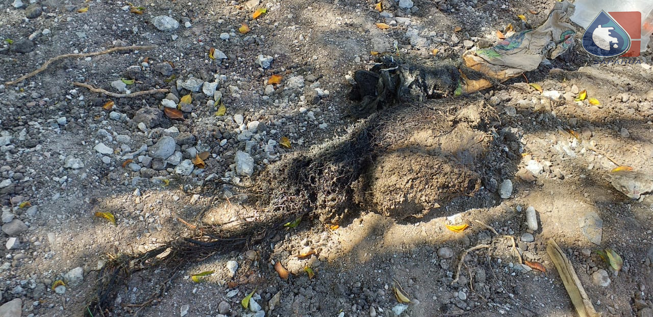 DESENSOLVE EN ROTONDA, FRACCIONAMIENTO JARDINES DEL SUR