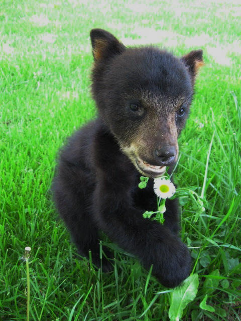 bear-cub-done-for-nature-center