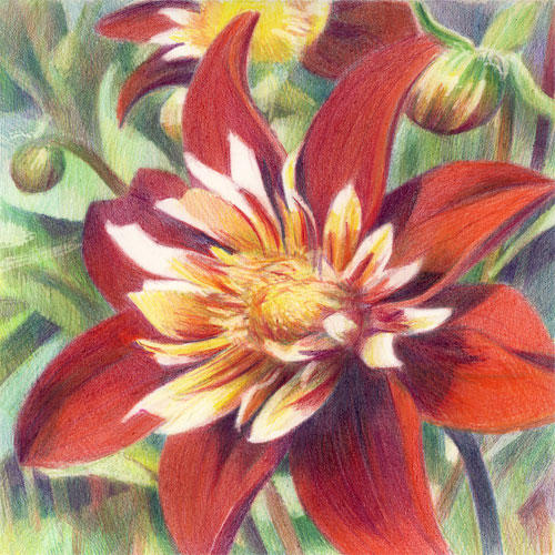 Dixter Dahlia Study #1 (8"x8") coloured pencils on Arches HP