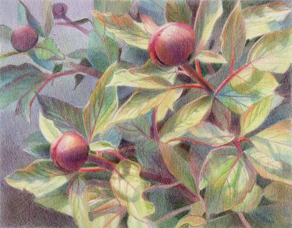 Potential by Katherine Tyrrell (8x10" Coloured pencils on Arches HP)
Selected for the Society of Botanical Artists Annual Exhibition 2009 (Westminster)