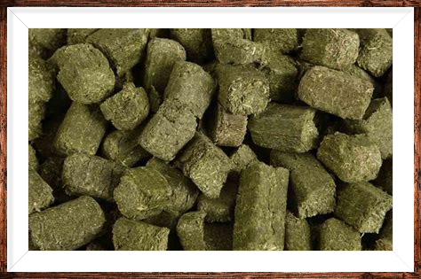 Organic Alfalfa Cubes