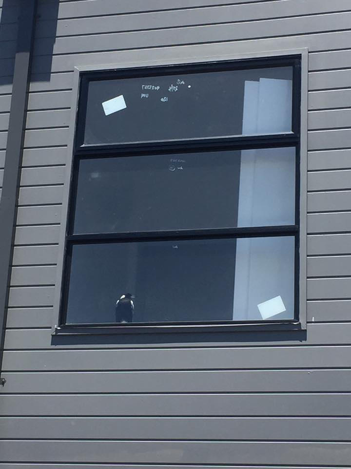 Call for a magpie that seemed to be stuck on the second floor of a unit that is under construction. When we got there we discovered the whole place is fenced by temp fencing and gaining access without authorization was going to be hard. We made lots of phone calls to builder, security company and every other phone number we could find around the place, After speaking to the police they allowed me to gain access, as long as I didn't steal or damage anything ( well I was only going to steal the magpie so it was all good haha) being only tiny I was able to squeeze through a gap in the fence. Well after all the phone calls and by the time I got in through the back that was open with a large garage door, went up stairs the magpie had managed to leave by itself already, but not without leaving his poop on the new walls lol cheeky magpie. Oh and yes, I did set the alarm off ooops