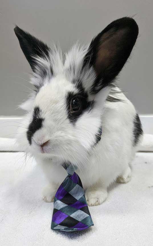 Bunny With a Tie