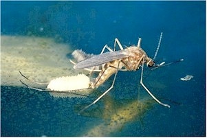 Mosquito depositing eggs