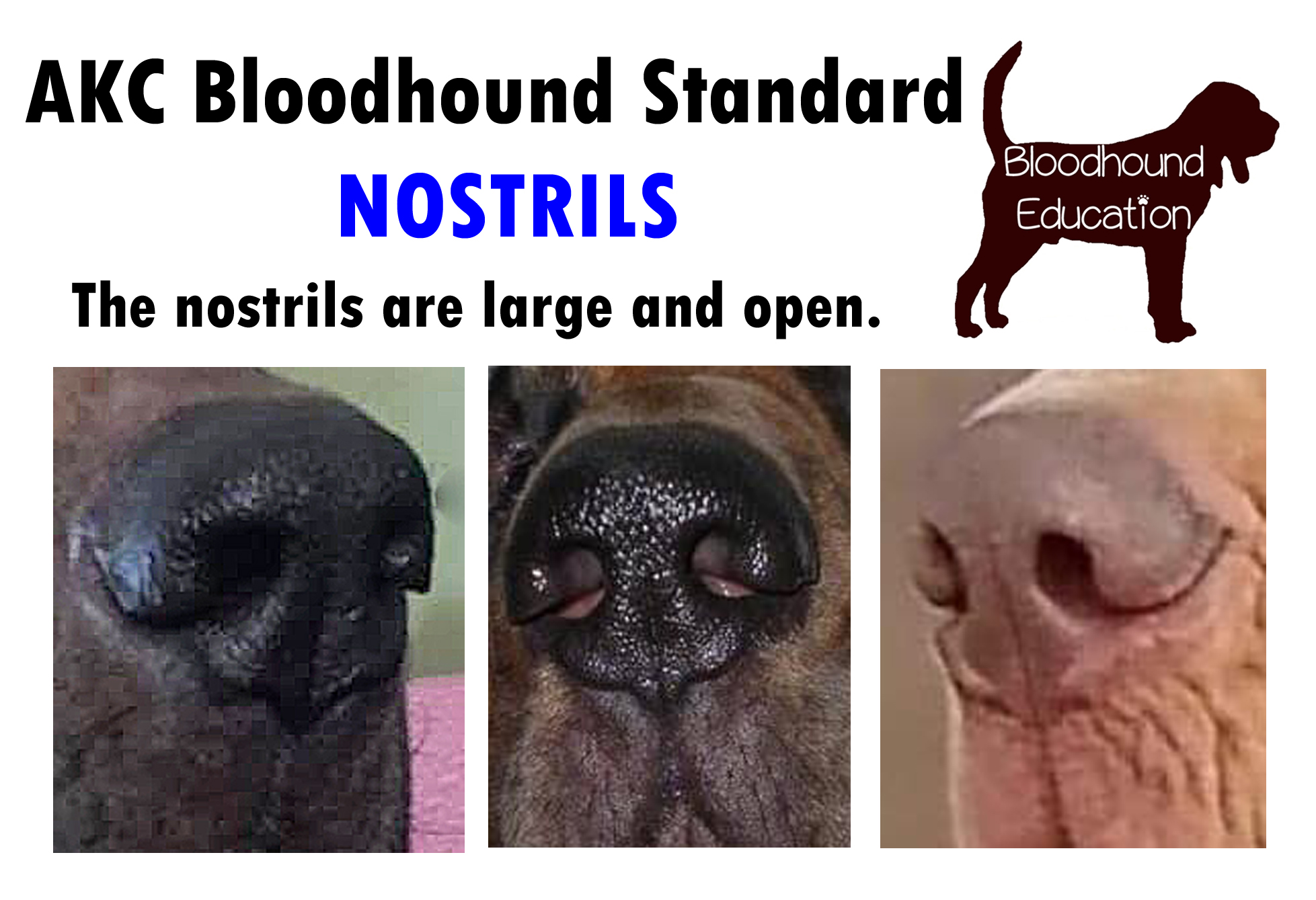 https://0201.nccdn.net/1_2/000/000/0df/8ac/6b-std---nostrils.jpg