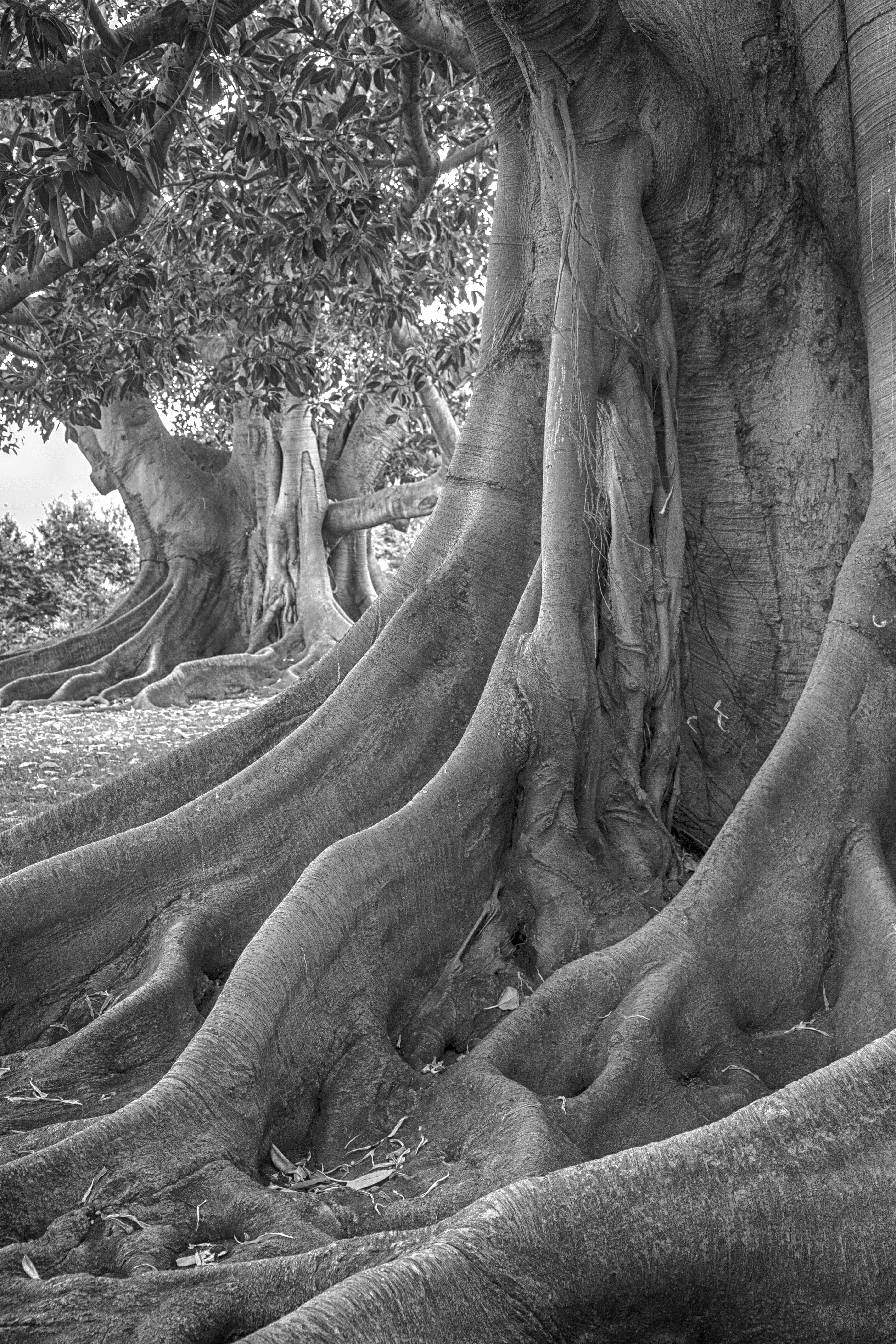 rancho Los Alamitos Elders