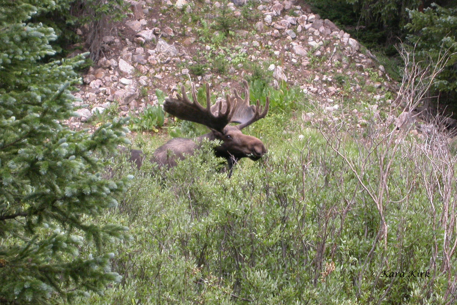 https://0201.nccdn.net/1_2/000/000/0df/b3c/08-13-05-Moose-Long-Draw-Road-9-Poudre-Canyon-CO-4x6-1600x1067.jpg