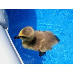 baby goose out for a swim