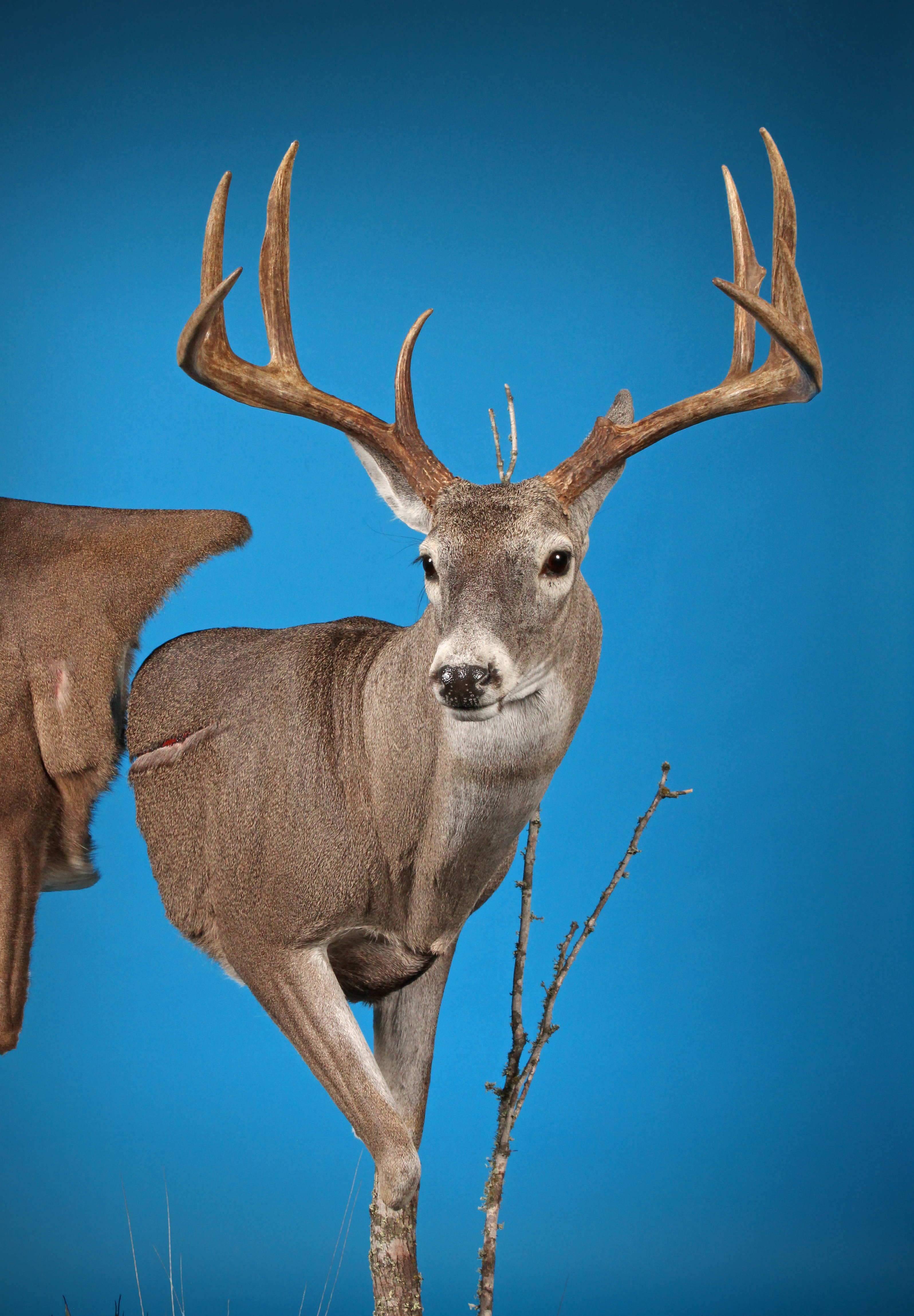 2022 2nd Place ribbon winner
Texas Taxidermy Association