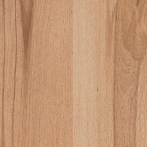 MOUNTAIN BEECH