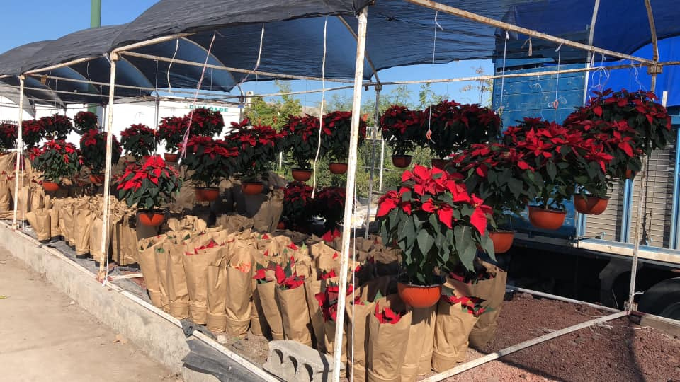 Traslado de Nochebuena