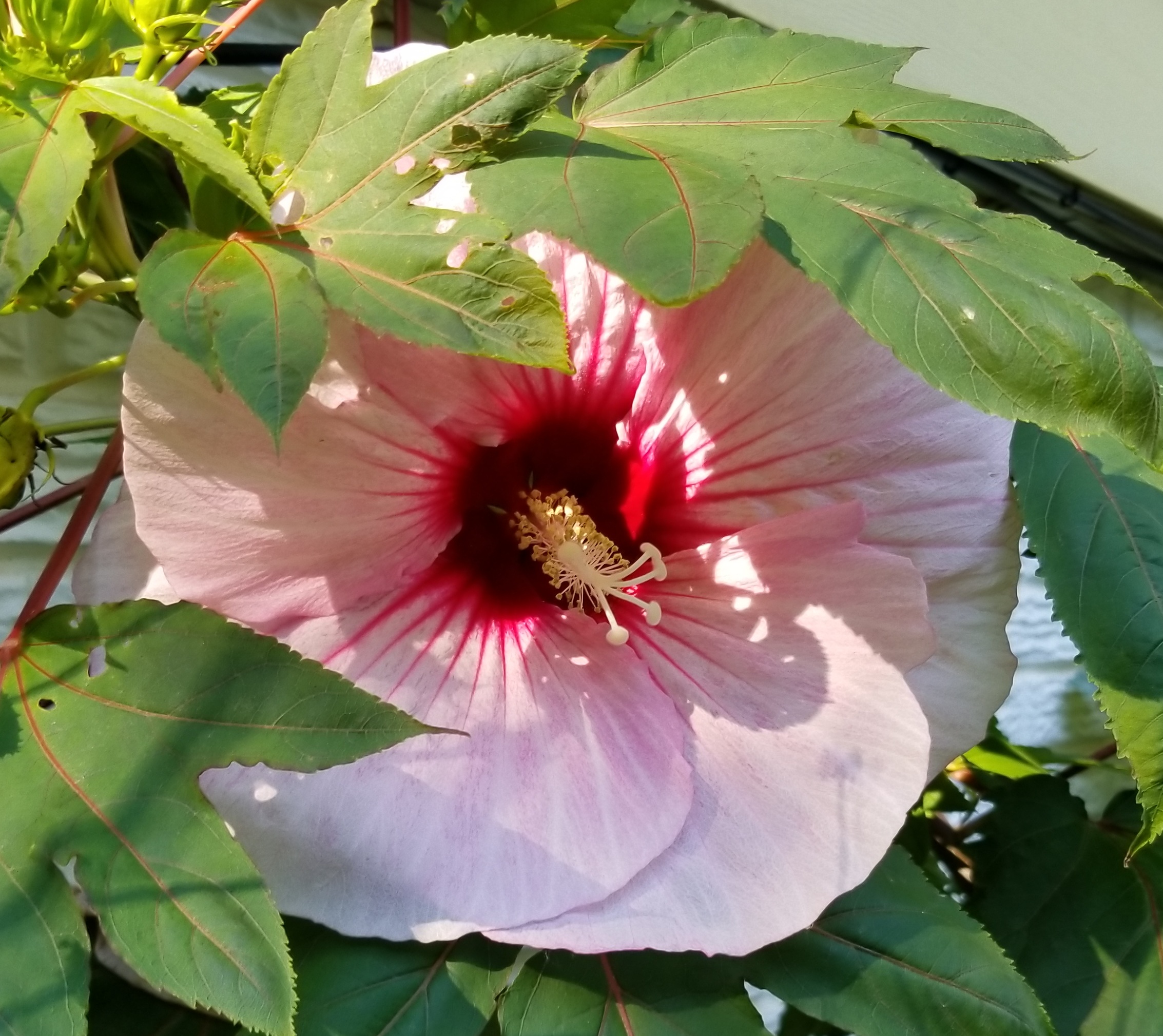 Hibiscus