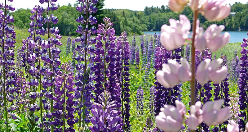 Colorful lupines - photo taken in Maine.