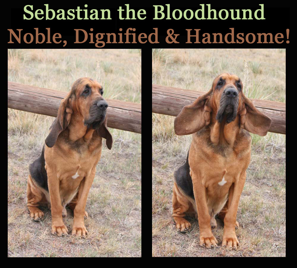 https://0201.nccdn.net/1_2/000/000/0e0/b85/zz-seb-ears-copy-1000x900.jpg
