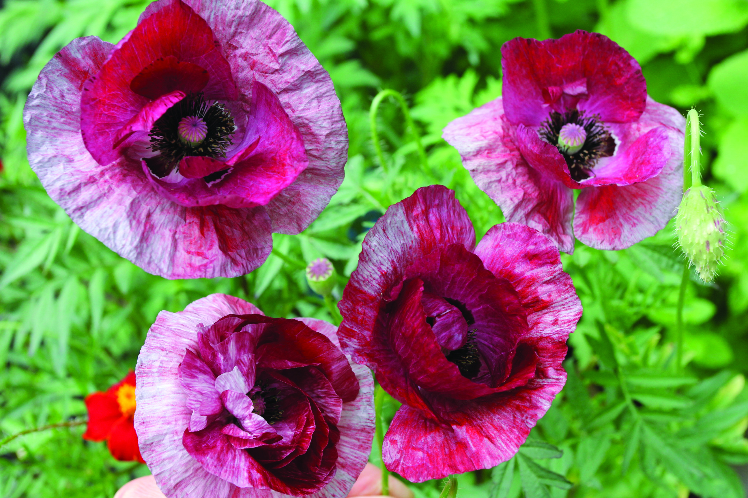 Selected New Varieties 2019/2020 - GeoSeed