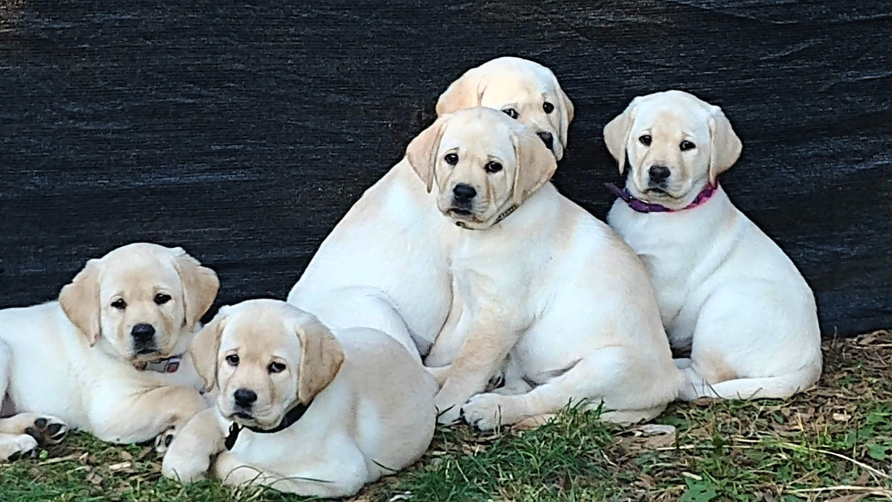 Home - Canterwood Labradors