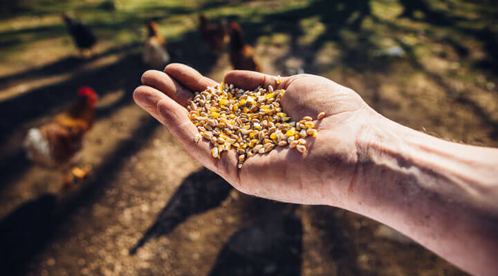 Alimentos Nutrialba - ALIMENTO PARA AVES