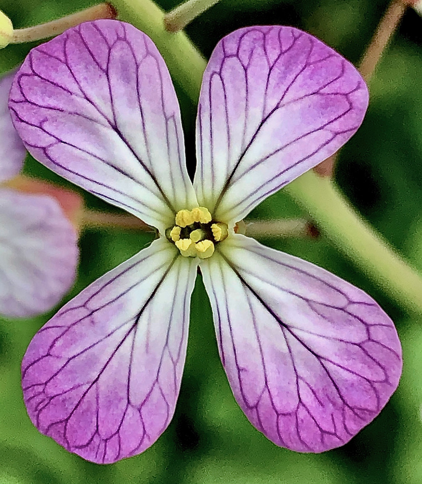 Wild Radish (Raphanus raphanistrum)