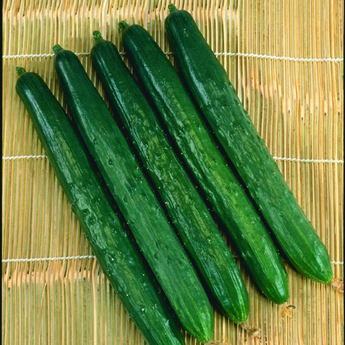 Cucumber tasty Green