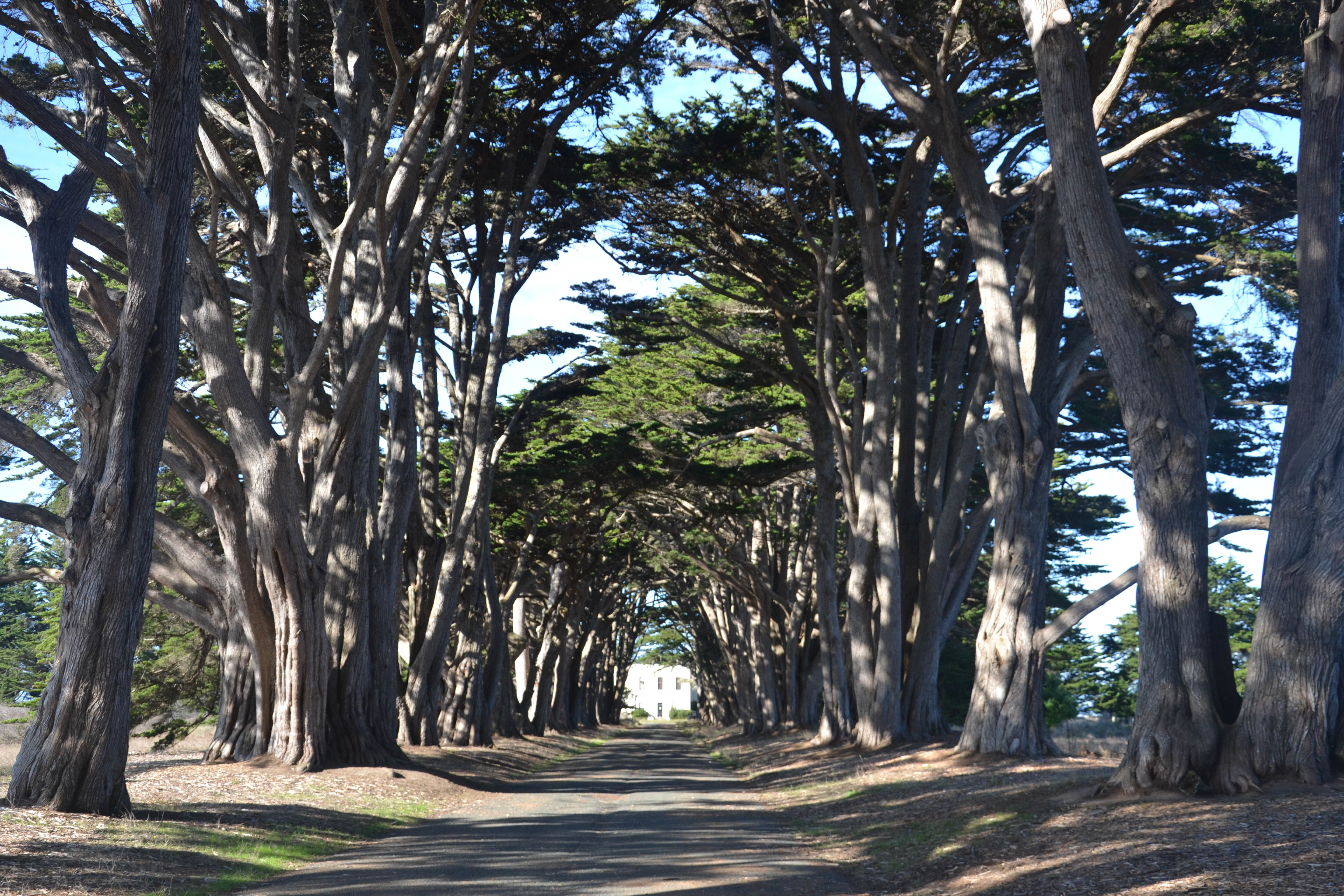 https://0201.nccdn.net/1_2/000/000/0e2/565/san-fran-order-2-98.jpg
