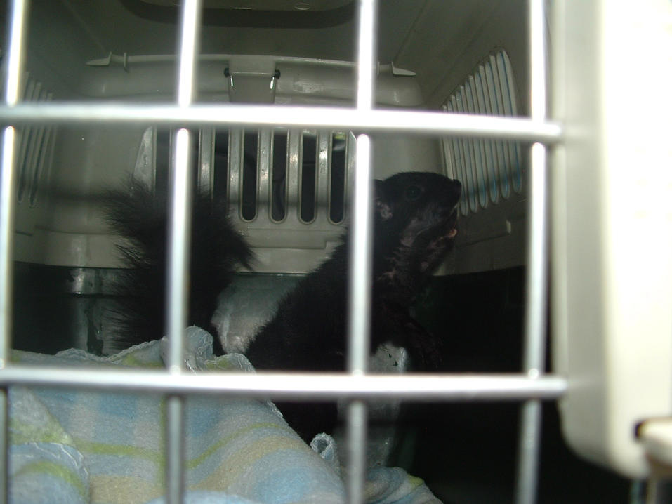 Rocky & Little Bit on their way to freedom!