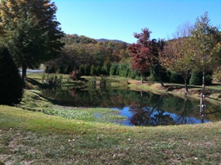 One of our ponds beside our barn.