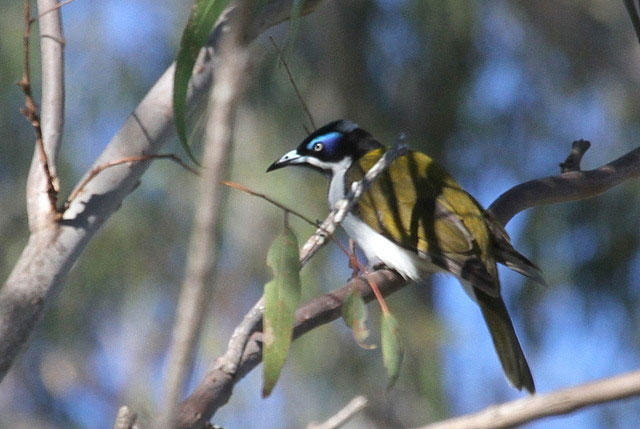 Blue-faced Honeyeater