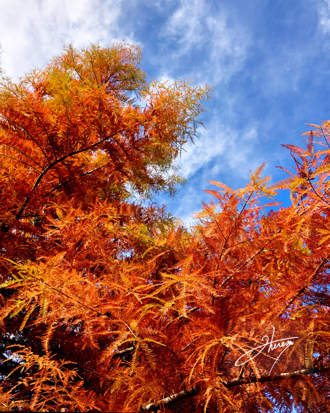 Orange foliage