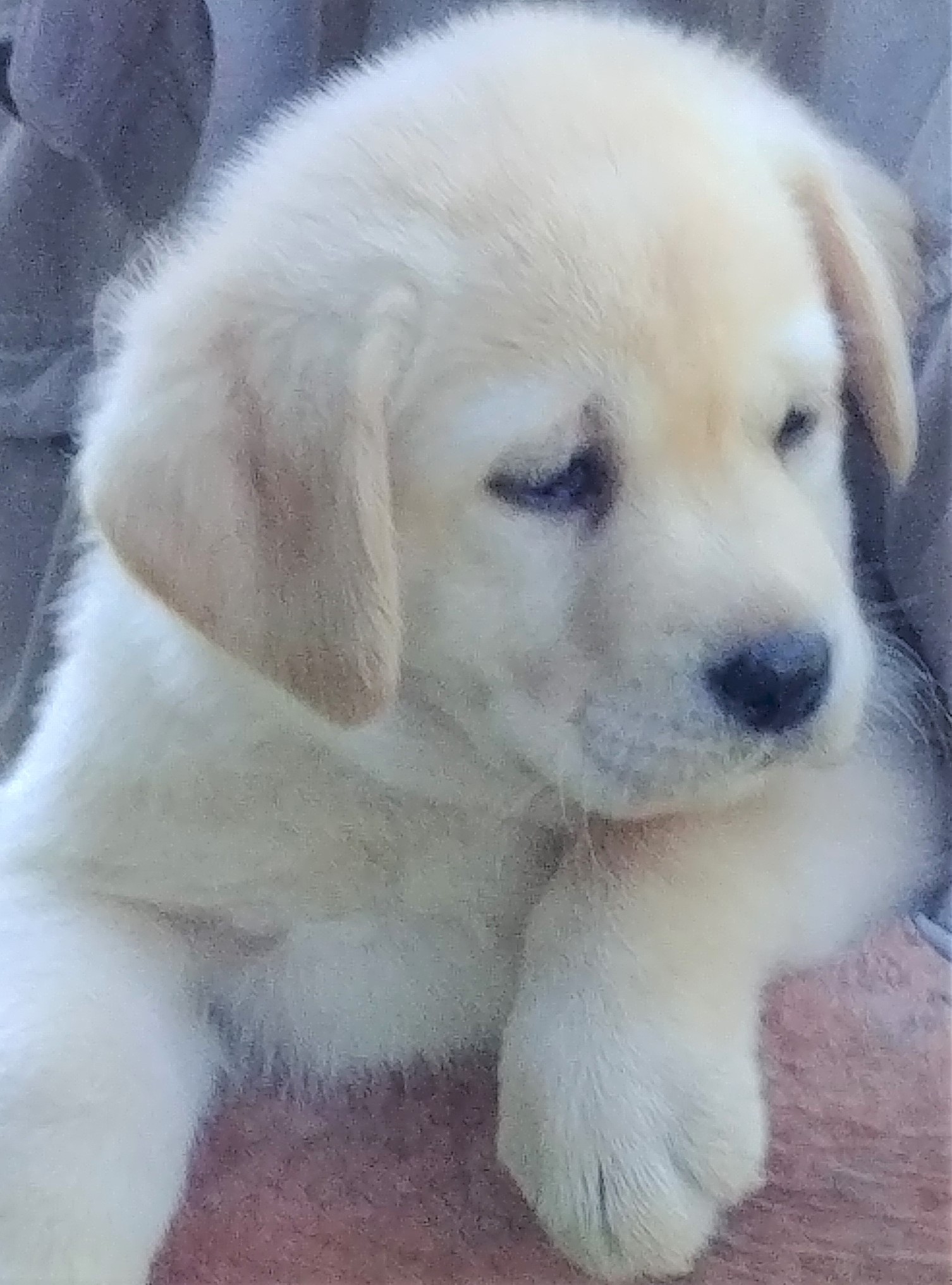 https://0201.nccdn.net/1_2/000/000/0e3/303/puppy11--7-wks.jpg