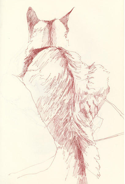 Cosmo - catnapping 3 (Pen and sepia ink)