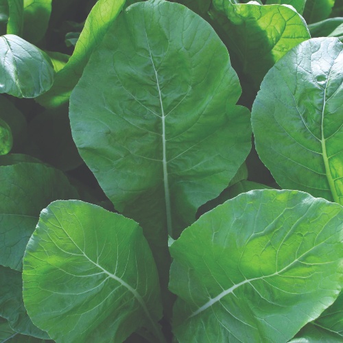 Tendergreen Tendergreen