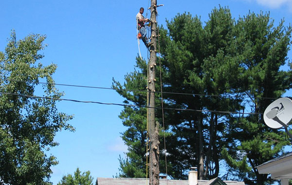 Tree Care Expert