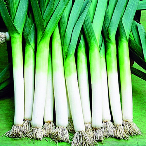 Leek Lancelot