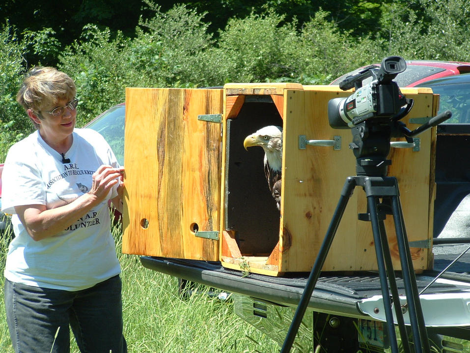 Bald Eagle Release we were lucky enough to witness.