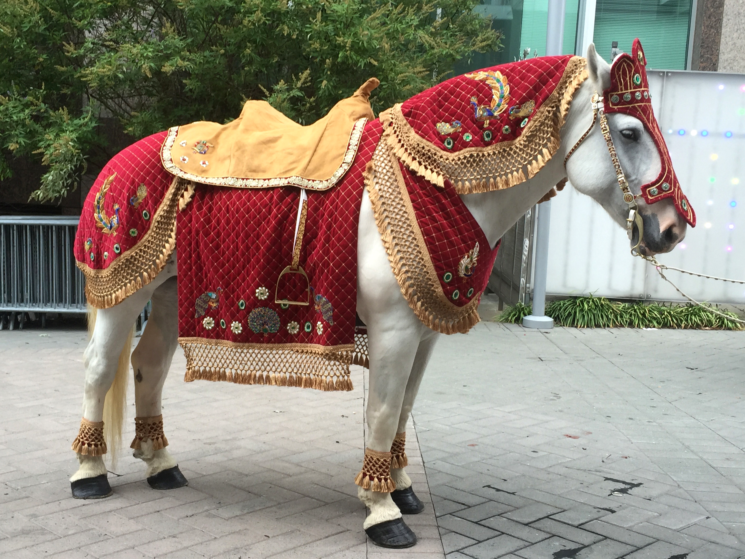 https://0201.nccdn.net/1_2/000/000/0e4/43b/horse-dressed-for-indian-wedding.png