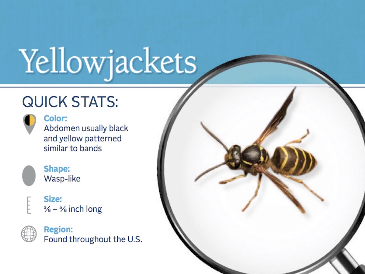 https://0201.nccdn.net/1_2/000/000/0e4/757/yellowjacket-pest-id-card_front.jpg