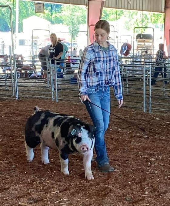 Jacey Bowers 
2022 Summertime Classic
Champion Spot Gilt Open Show
Champion Spot Gilt TN Bred Show
4th Overall TN Bred Purebred Gilt 