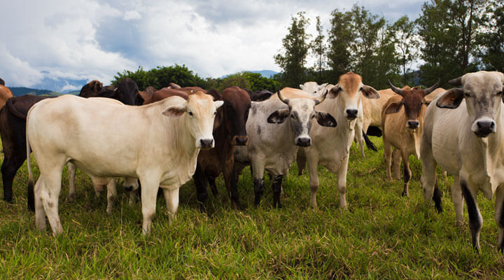 ASOCIACIÓN MEXICANA DE CRIADORES DE GANADO SUIZ-BÚ DE REGISTRO A.C. - SUIZ-BU