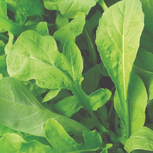 Greens Arugula Astro Greens Arugula Astro
