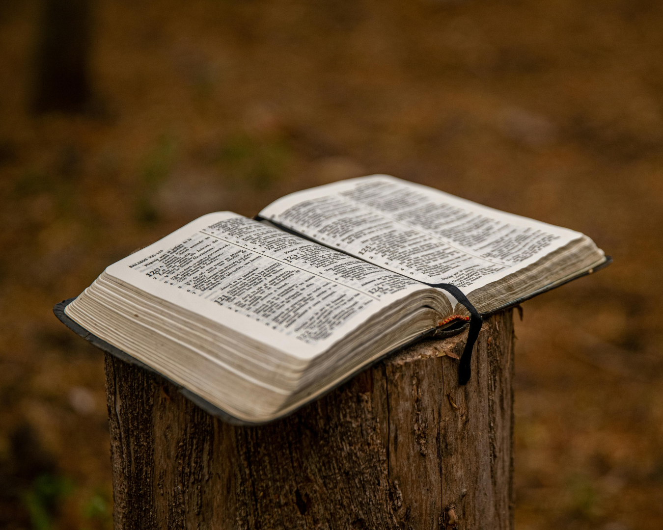 The Bible contains the story of creation