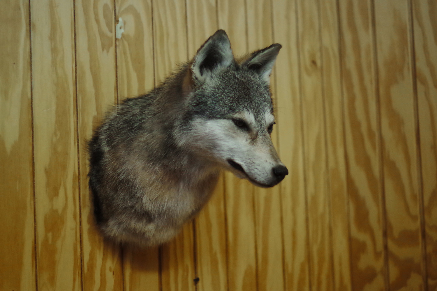 wall-pedestal-length-coyote