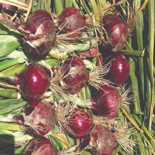 Onion Red Hunter Onion Red Hunter