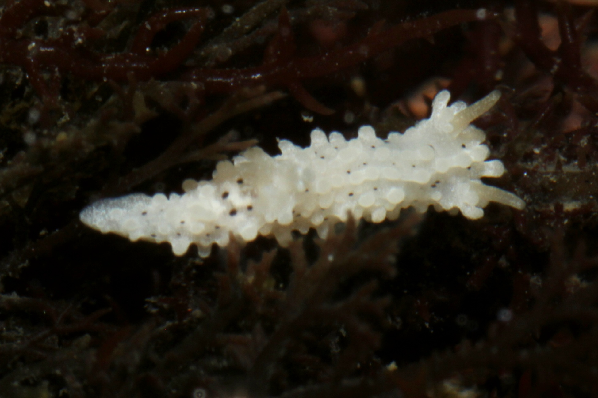 Salt-and-Pepper Doris (Aegires albopunctatus)