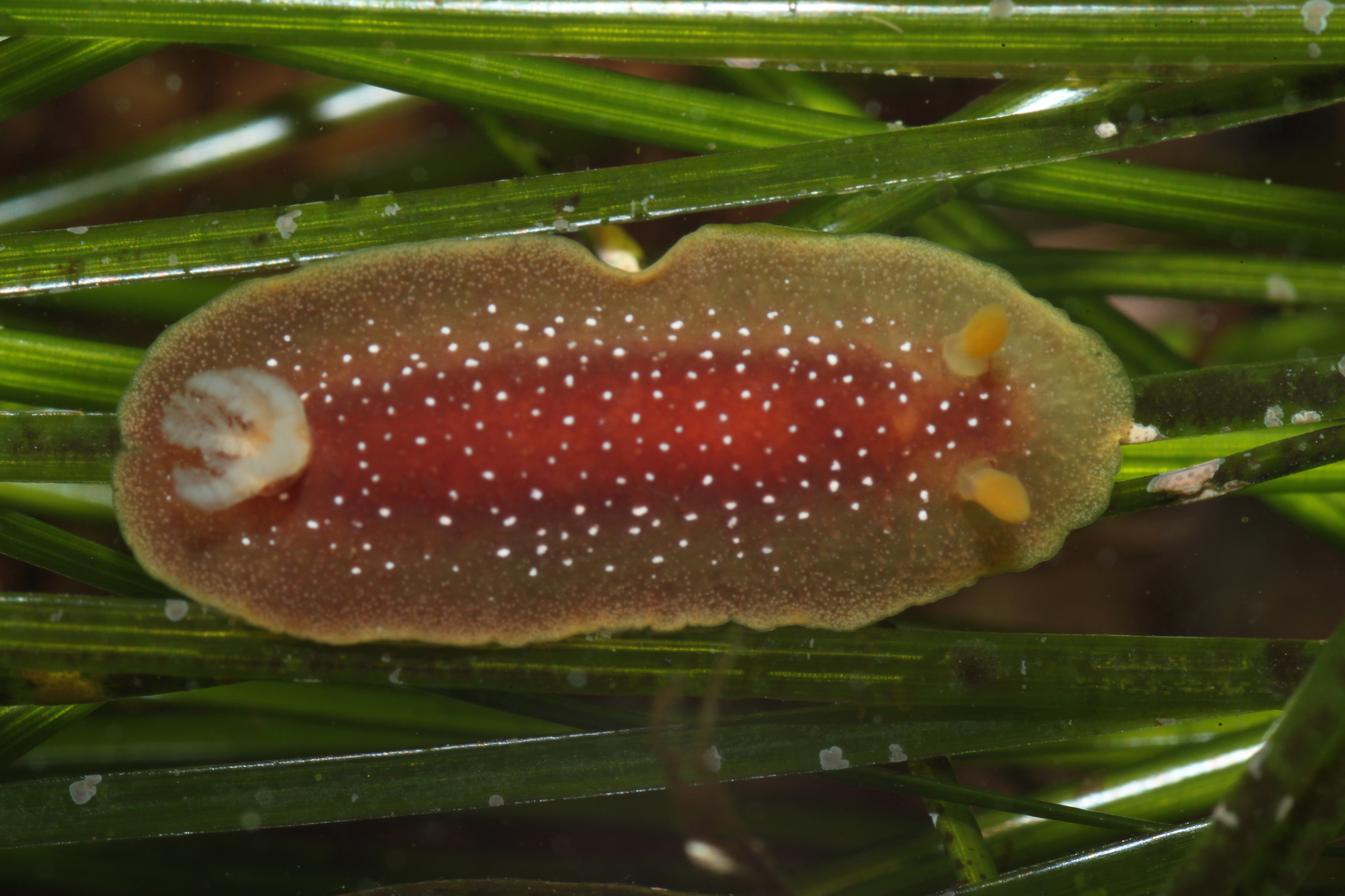 White-spotted Sea Goddess (Doriopsilla albopunctatus)
